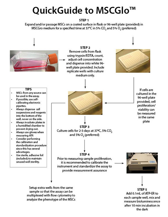 QuickGuite to MSCGlo™ Assay for Mesenchymal Stromal Cell Viability and Proliferation